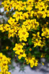 Fototapeta premium Closeup of Bright Yellow Flowers in Bloom