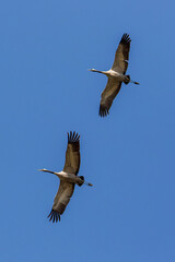 Common Crane 