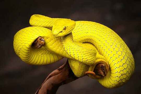 snake, python, poisonous, viper, green, reptile, animal, nature, wildlife, tree, lizard, wild, scales, frog, eye, closeup, mamba, boa, camouflage, serpent, head