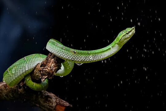 snake, python, poisonous, viper, green, reptile, animal, nature, wildlife, tree, lizard, wild, scales, frog, eye, closeup, mamba, boa, camouflage, serpent, head