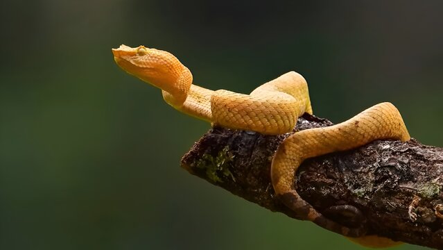 snake, python, poisonous, viper, green, reptile, animal, nature, wildlife, tree, lizard, wild, scales, frog, eye, closeup, mamba, boa, camouflage, serpent, head
