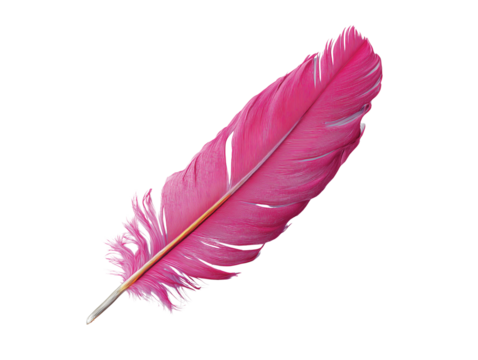 pink feather isolated on transparent White background png
