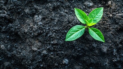 A single green sprout emerging from dark soil, surrounded by a dark, textured background, with a hint of greenery in the distance.