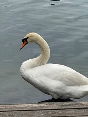 swan on the lake