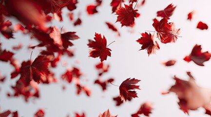 Red autumn leaves falling