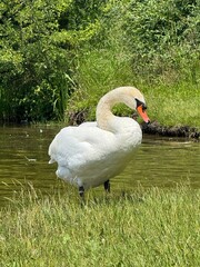 swan on the lake