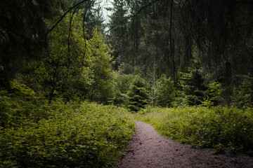 Obraz premium road in the woods