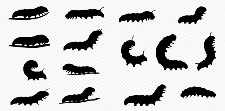 A collection of caterpillar silhouettes in various crawling and arched poses against a transparent background.