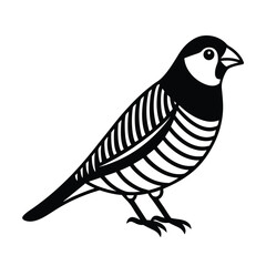 zebra finch on white background