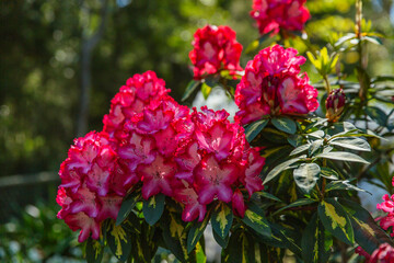 Vibrant red and pink Rhododendron flowers in full bloom with variegated green leaves under bright sunlight in botanical garden setting