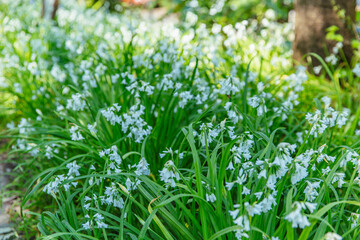 Low-growing patch of delicate white Allium triquetrum flowers with long narrow leaves in lush shaded section of botanical garden