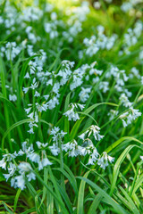 Soft white Allium triquetrum flowers blooming in shaded garden bed with bright green strappy leaves and soft light across foliage