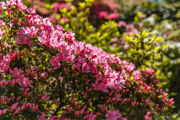 Another angle of bright pink azalea bushes in full bloom during spring, with rich foliage and floral layering in garden setting