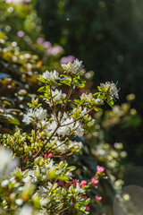 White-flowered azalea branches illuminated by soft sunlight, blooming among pink azaleas in scenic spring garden of Dandenong Ranges