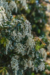 Closeup of white Pieris japonica flowers blooming in early spring at Dandenong Ranges Botanic Garden, showing fresh buds and colorful young leaves