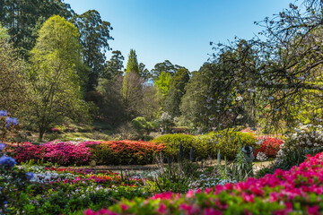 Vibrant azalea bushes and colorful spring blooms fill the landscape of Dandenong Ranges Botanic Garden, surrounded by trees under bright blue sky