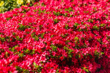 Bright magenta azalea shrubs in full bloom densely packed in vibrant clusters, vivid green foliage accenting the intense spring floral display