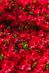 Scenic view of blooming azalea hedge bordering garden path, vibrant red and magenta hues brightening the landscape under clear spring sunlight