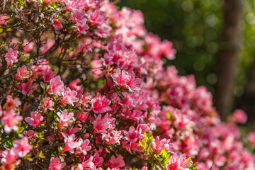 Light pink azalea flowers bloom abundantly in spring sunshine, dense clusters of blossoms creating...