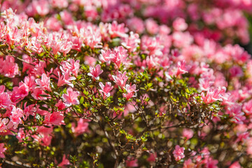 Clusters of light pink azalea flowers in full bloom under direct spring sun, highlighting petal delicacy and the vibrant season of botanical beauty