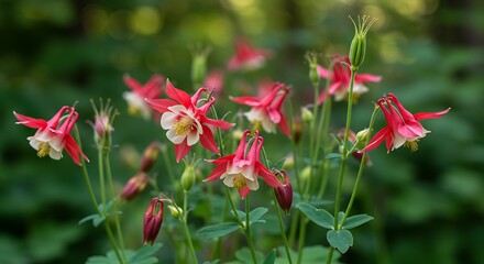 Beautiful Red and White Columbine Flowers in Bloom.