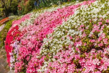 Azalea bushes with ribbons of red, pink, and white blossoms forming a vibrant mosaic along the garden edge, glowing under spring sunlight