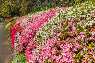 Obraz premium Azaleas blooming in a sweeping wave of pink, white, and red across garden slope, forming vibrant tapestry of spring colors along the walking path