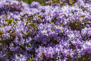 Obraz premium Lavender colored azaleas in dense bloom forming vibrant floral carpet, with sunlight casting highlights across mass of clustered petals