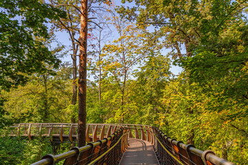 Fototapeta premium A suspended walkway in an autumn park on a sunny day.