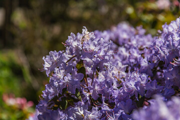 Azalea shrub in full bloom with lavender-purple flowers creating a textured floral mass, bathed in bright light in outdoor garden setting