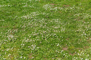 Spring meadow scene with small white wildflowers dotting a green grassy field, capturing a delicate wildflower bloom across the landscape