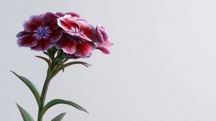 Burgundy dianthus flower with white fringed edges against soft white backdrop