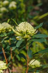 White waratah flower blooming with sculptural curved petals and deep green leaves, native Australian flora in botanic garden setting