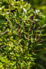Native bush plant with fine green leaves and red-orange bud tips, botanical detail in Dandenong Ranges Chelsea Australian Garden