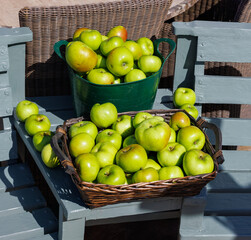 Harvest Light- Apples in the afternoon sun