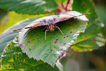 Red Admiral Butterfly on Leaf
