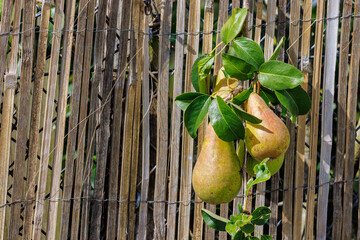 Ripening Pears almost ready to pick