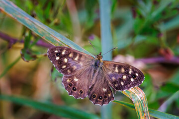 Speckled Wood Butterfly Causeway Path