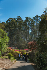 Visitors walking along scenic garden path surrounded by blooming azaleas and native trees in spring at Dandenong Ranges Botanic Garden