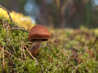 Close-up of a brown mushroom growing on mossy forest ground in natural sunlight.