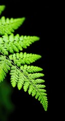 Close-up of a vibrant green fern frond against a dark background, highlighting intricate leaf details and a sense of natural beauty.