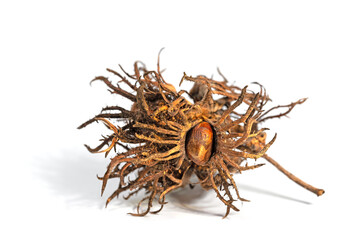 Obraz premium Baum-Hasel, Corylus colurna, vor weißem Hintergrund