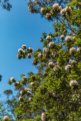 Sunlit rhododendron tree in full bloom with creamy white flowers against clear blue sky, surrounded...