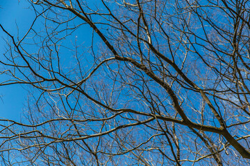 Interlaced bare branches of tall deciduous trees stretch across deep blue sky, signaling end of winter at Dandenong Ranges Botanic Garden