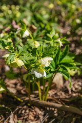 Cluster of white Helleborus flowers blooming at ground level in dappled sunlight, surrounded by lush green foliage and forest mulch