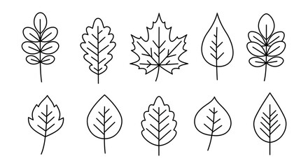 various leaf shapes outlined in black and white