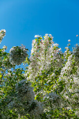 Abundant white blossoms of apple or pear tree arch skyward under vibrant blue sky, highlighting spring bloom in botanical garden setting