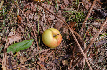 one yellow apple with red stripes lies on the ground among the dry grass and leaves