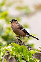 Bullfinch (Pyrrhula pyrrhula) in Phoenix Park, Dublin. Commonly found in Europe and temperate Asia.