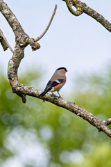 Bullfinch (Pyrrhula pyrrhula) in Phoenix Park, Dublin. Commonly found in Europe and temperate Asia.